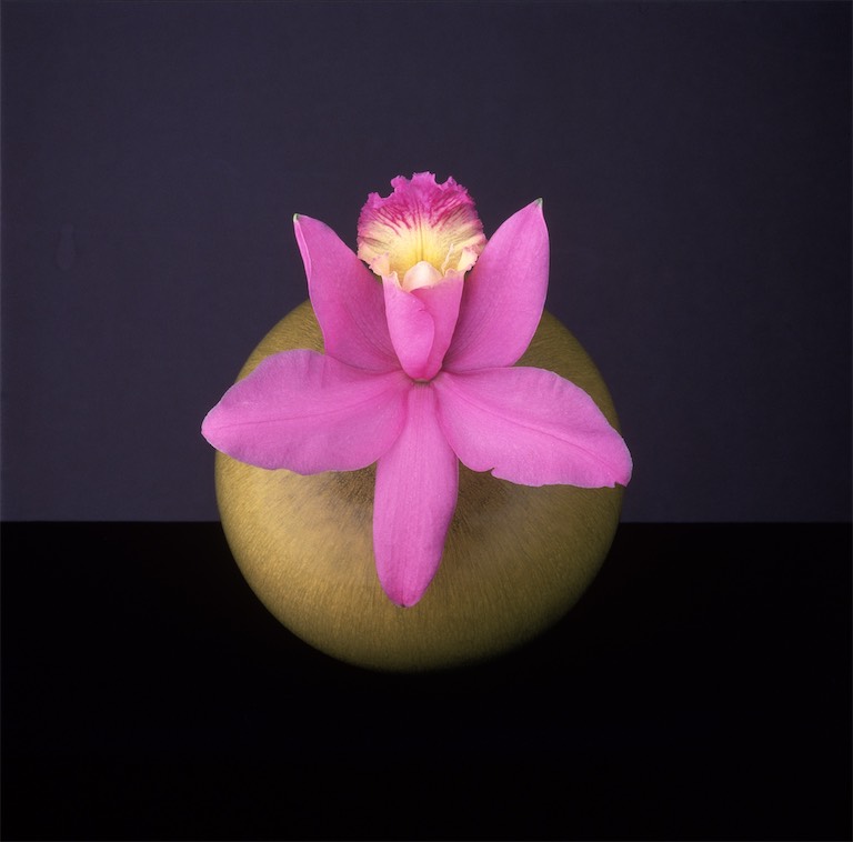 Robert Mapplethorpe / Orchid, 1987, Dye Transfer, 24 x 20 in (61 x 50.8 cm). Courtesy: The Robert Mapplethorpe Foundation, New York, and Alison Jacques, London © Robert Mapplethorpe Foundation. Used by permission